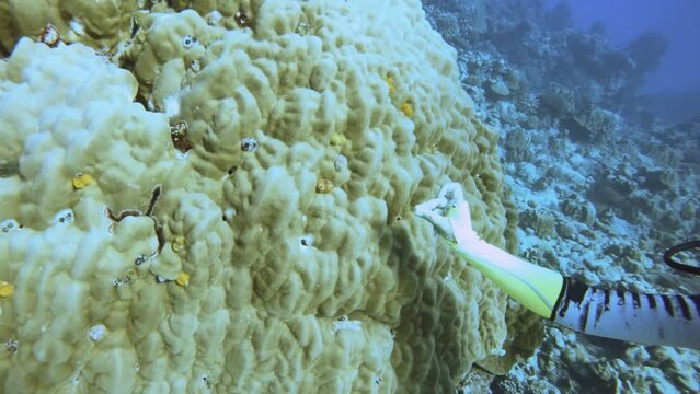 slow motion of ticking Xmasa tree worm Spirobranchus giganteus tube warm quickly blink of an eye hiding back inside of the coral on sandy floor in blue turquoise underwater ocean world view in pacific