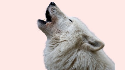 Young Koala, Phascolarctos Cinereus, 14 Months Old - Arctic Wolf