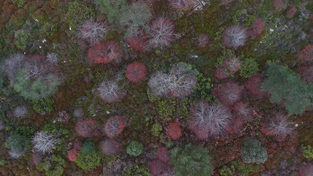 Forest around the trap for hunting wolves (Canis lupus), called the Lobera de Barr&oacute;n in the Sierra de Arcamo. Aerial view from a drone. Artaza. Alava. Basque Country. Spain. Europe
