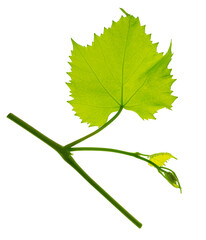 Grape branch with green leaves and tendrils on transparent, png. Grapevine. Sprig with leaves of grapevine - obrazy, fototapety, plakaty