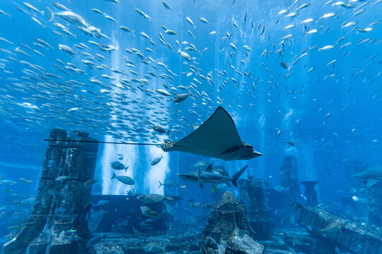 Marine life in an aquarium