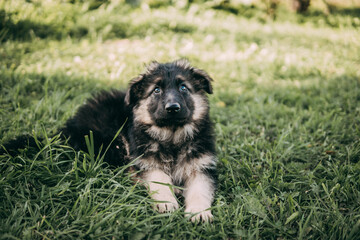 Selective Focus Portrait of a Cute Puppy in the Grass