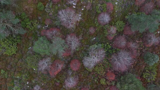 Forest around the trap for hunting wolves (Canis lupus), called the Lobera de Barr&oacute;n in the Sierra de Arcamo. Aerial view from a drone. Artaza. Alava. Basque Country. Spain. Europe