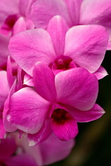Set of images of a bouquet of pink and purple orchids
