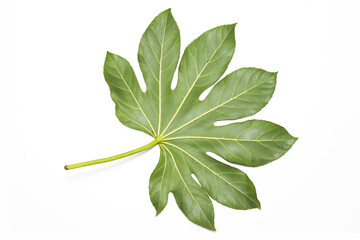 Aralia leaf isolated. Cutout plant leaf background.  Green nature in studio. Botanical shape. Fresh...