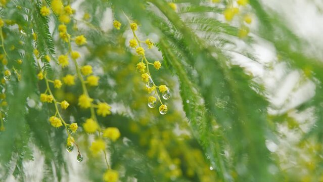 Spring Is Coming. Yellow Mimosa Flowers In Spring Garden. Medicinal Plant Or Acacia Dealbata.