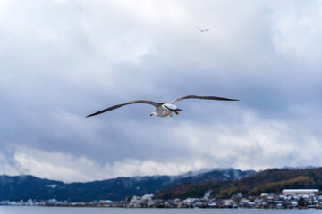海を飛ぶカモメ