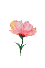 Watercolor pink flower. Transparent background.