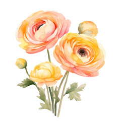 Soft Blooming Yellow Persian Buttercup Or Ranunculus Flower Botanical Watercolor Painting Illustration