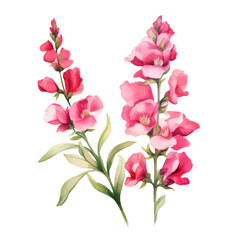 Elegant Blooming Pink Snapdragon Flower Botanical Watercolor Painting Illustration