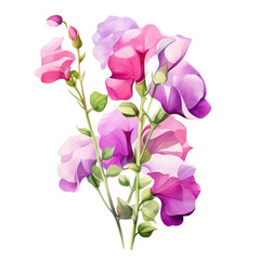 Fototapeta premium Beautiful Bouquet of Purple Pink Sweet Pea Flower Botanical Watercolor Painting Illustration