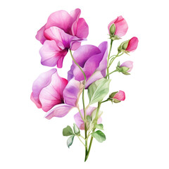Fototapeta na wymiar Beautiful Blooming Purple Sweet Pea Flower Botanical Watercolor Painting Illustration