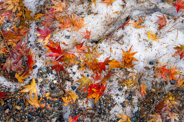 雪と紅葉