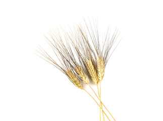 Fototapeta premium Ears of barley isolated on a white background
