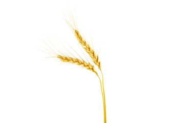 Fototapeta premium Ears of barley isolated on a white background