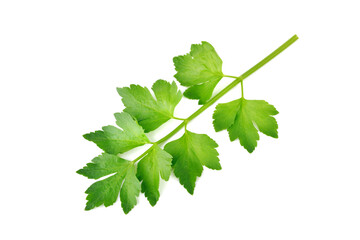 Fresh  celery leaves isolated on white background