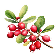 Multiple Red Bearberry Or Uva Ursi Botanical Watercolor Painting Illustration
