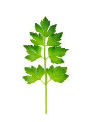 Fresh  celery leaves isolated on white background