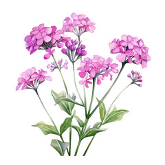 Multiple Elegant Purple Verbena Flowers Botanical Watercolor Painting Illustration