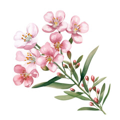 Soft Pastel Pink Waxflower Flower Botanical Watercolor Painting Illustration