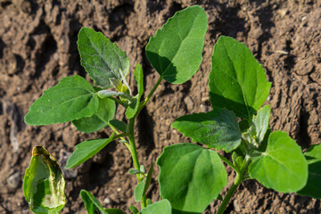 Chenopodium album, edible plant, common names include lamb's quarters, melde, goosefoot, white goosefoot, wild spinach, bathua and fat-hen