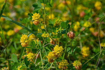 Fototapeta premium Yellow flowers of the clover. Close up