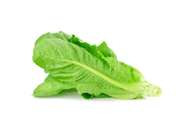 Fresh Cos Lettuce on White Background