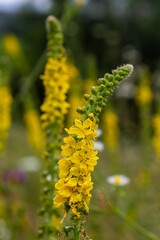 Summer in the wild among wild grasses is blooming agrimonia eupatoria