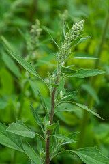 Chenopodium album, edible plant, common names include lamb's quarters, melde, goosefoot, white goosefoot, wild spinach, bathua and fat-hen
