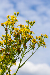 Yellow flowers of Senecio vernalis closeup on a blurred green background. Selective focus