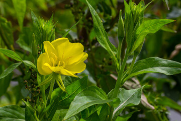 Yellow evening primrose Oenothera biennis, medicine plant for cosmetics, skin care and eczema