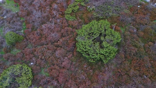 Trap to hunt wolves (Canis lupus), called the Lobera de Barr&oacute;n in the Sierra de Arcamo. Aerial view from a drone. Artaza. Alava. Basque Country. Spain. Europe