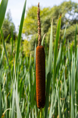 typha wildplant at pond, Sunny summer day. Typha angustifolia or cattail