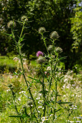 Vertical closeup on a colorful purple spear-thistle flower, Cirsium vulgare