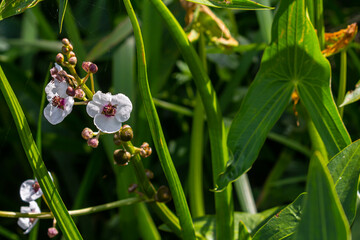 Obraz premium plant called Common arrowhead, Sagittaria sagittifolia
