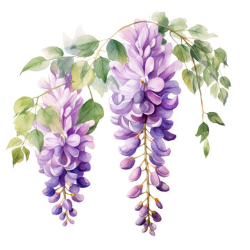 Big Light Purple Wisteria Flower Botanical Watercolor Painting Illustration