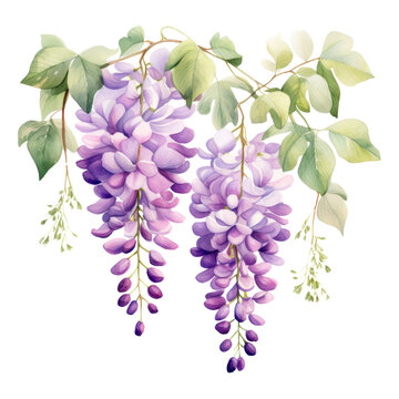 Two Pink and Light Purple Wisteria Flowers Botanical Watercolor Painting Illustration