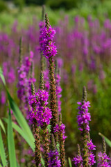 Purple loosestrife Lythrum salicaria inflorescence. Flower spike of plant in the family Lythraceae, associated with wet habitats