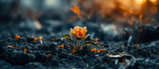 Foto op Plexiglas A flower rises from ashes, defying and inspiring, symbolizing hope and beauty amidst adversity. © AkuAku