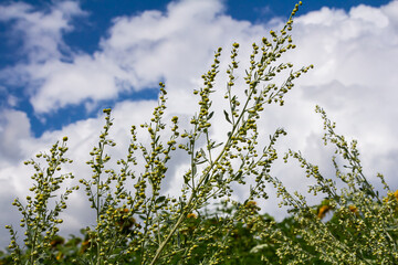 Wormwood green grey leaves with beautiful yellow flowers. Artemisia absinthium absinthium, absinthe wormwood flowering plant, closeup macro