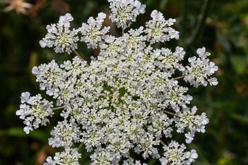 Daucus carota known as wild carrot blooming plant