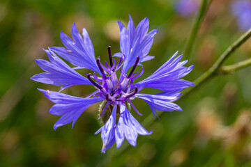the blue cornflower centaurea cyanus is an edible plant
