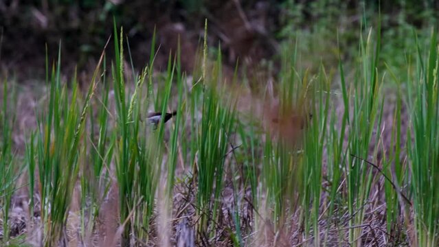 Sparrows Seeking Food in Rice Fields