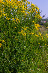 Yellow flowers of Senecio vernalis closeup on a blurred green background. Selective focus