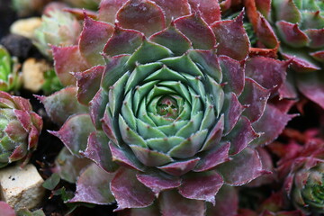 Rojnik Romatic Ritter Sempervivum