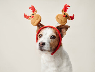A Jack Russell Terrier dog dons antler ears, bringing holiday cheer with its captivating gaze
