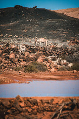 Fuerteventura camellos