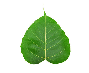 Green bodhi leaf of buddha isolated on white background