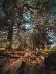 Gran canaria finca de osorio