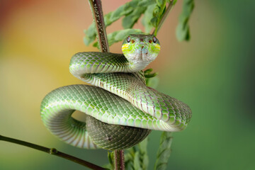 Green viper snake on branch, venomous and poisonous snake, animals closeup